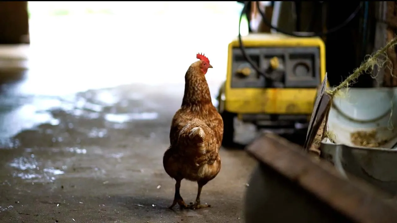 Maschine Feld Arbeit: Szene aus dem Videoprojekt Imagefilm Bäckerei Huth, Rohstoffe aus der Region von NEXAS Media